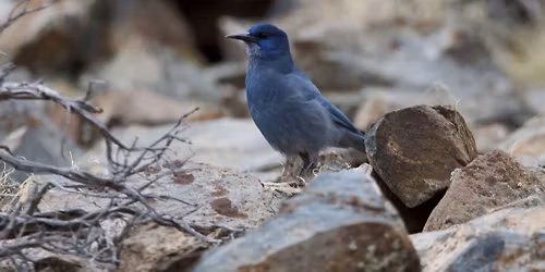 Opt Outside! Opt Outside Pinyon Jay Community Science