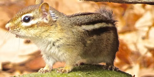 Preschool Story Hour: Mammals