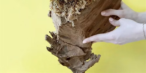 DRIFTWOOD MOUNTED PLANT WORKSHOP