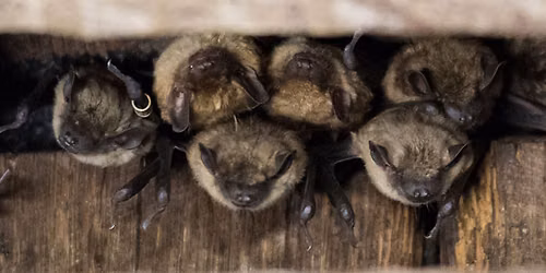 Bat Night for Adults