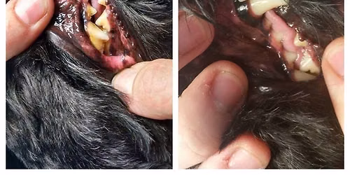 Non-Anesthesia Dental Cleaning