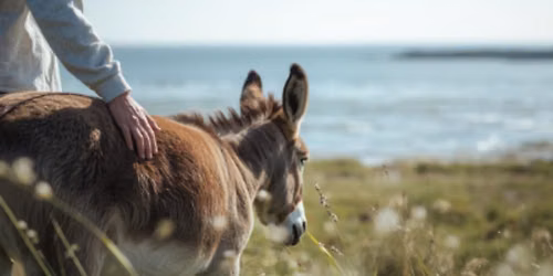 Balad\u2019\u00e2nes sensorielle en baie de Somme