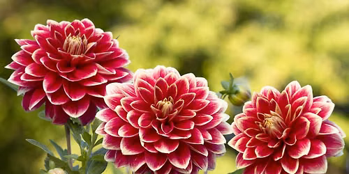 Monthly \u2018How To\u2019 Mornings: How to Keep Your Garden Blooming Through Summer and Beyond