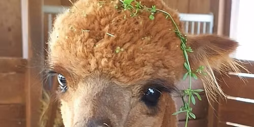 Feel the Feeling - Tiere als Spiegel unserer Emotionen