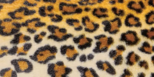 Boris, Uniform in Boston