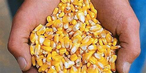 Talbot County Agronomy Program - 2026 Crop