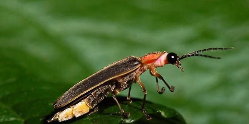 Fireflies Night Hike