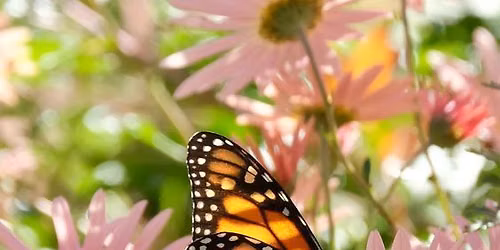 Pollinator Open House