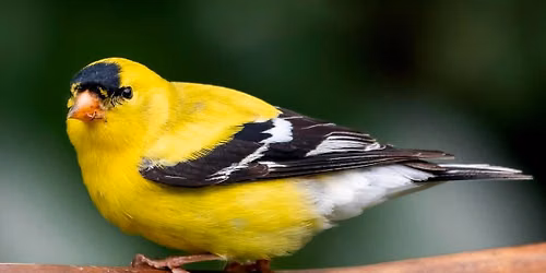 Birds 101 For All Ages