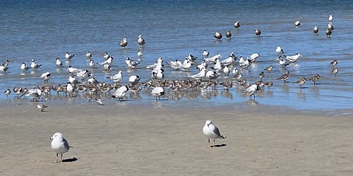 Disappearing Island Boat Trip and Rookery Tour