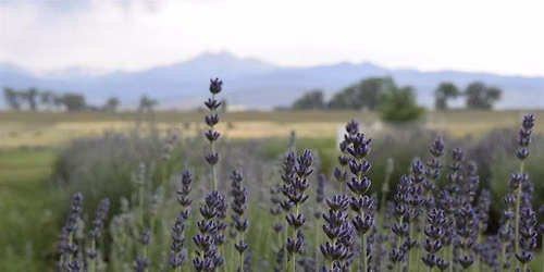 Yoga at the Lavender Farm