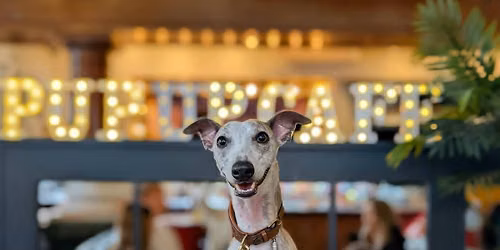 London - All Paws Pup Up Cafe \u2600\ufe0f