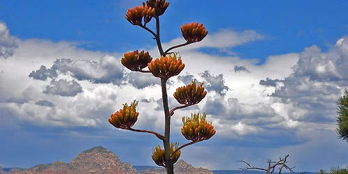 Century Plant Guided Hike