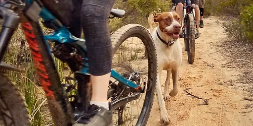 Bikes & Beers - "Scribbles" Leura followed by MCBC (intermediate-advanced singletrack)