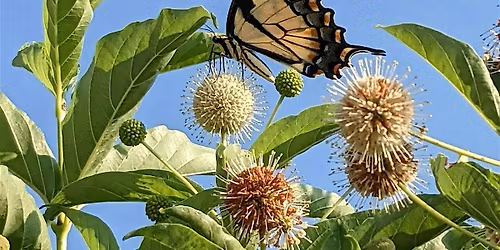 Circle of the Springs Garden Tour: Native Plants & Pollinators