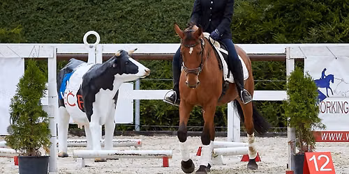 Tr\u00e9nink na p\u0159ek\u00e1\u017ek\u00e1ch Working Equitation
