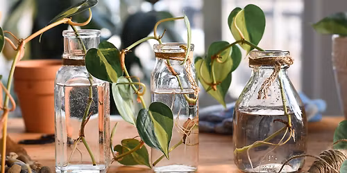 Legacy Plants: Propagation and Plant Gifting