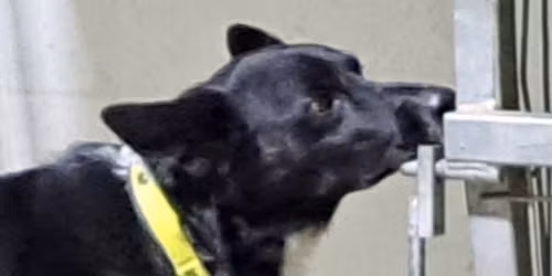 Nosework lilla merkepr\u00f8ve  Fulltegnet