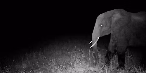 MVEFF: GHOST ELEPHANTS