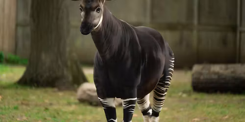 FALCONERS May 2026 Potter Park Zoo