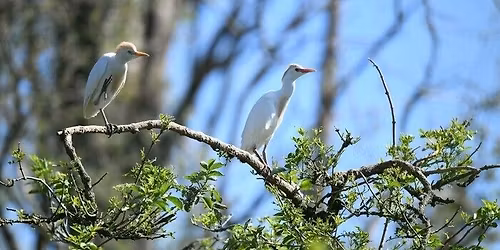 Balade naturaliste : Les ailes du cr\u00e9puscule