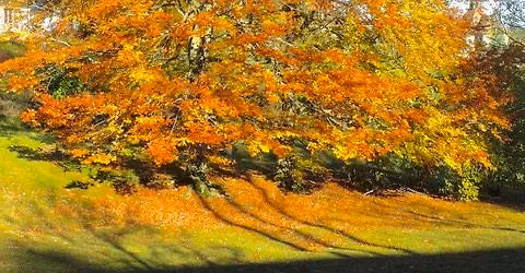Soin par la nature : \u00e9crire une lettre \u00e0.....