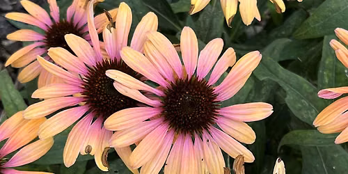 Plants for Utah Landscapes