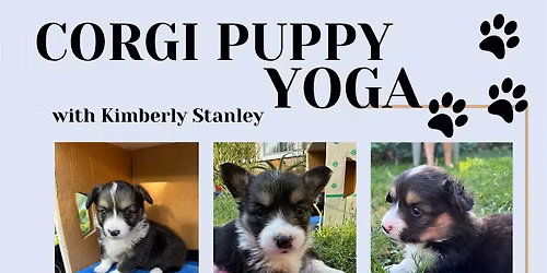 Corgi Puppy Yoga