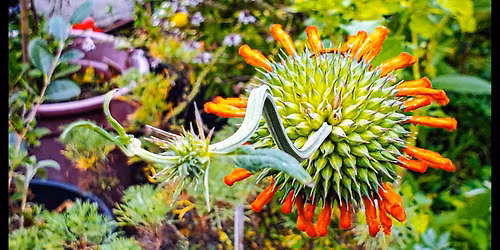 Unusual and Hard to find Herb and Plant Sale