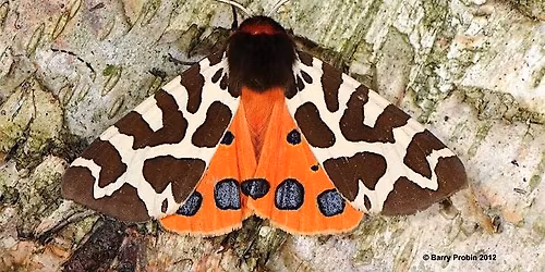 Marvellous Moths