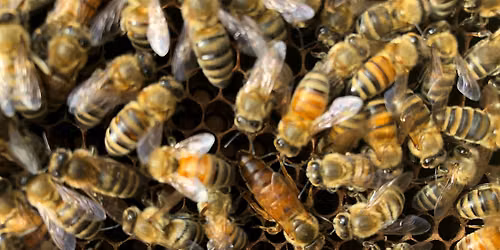 Beginning Beekeeping: Bees in Winter and Preparing to Beekeep Next Year