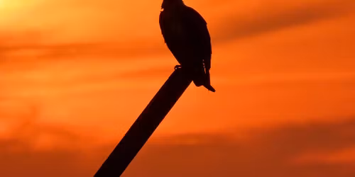 Books and Birds: Asbury Park Sunset Walk