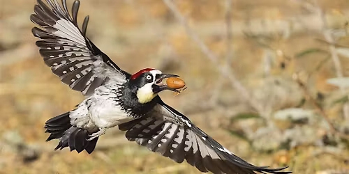 WOODPECKER: A YEAR IN THE LIFE OF NORTH AMERICAN WOODPECKERS