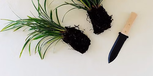Perennial Maintenance: Dividing & Transplanting