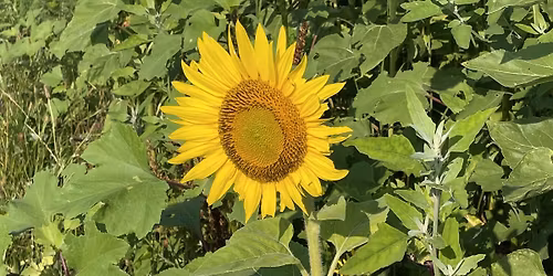 What's in Season - April 3rd Farm Market Opening