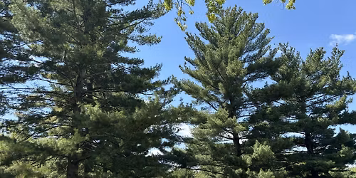 Nature Connection Sessions