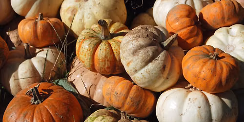 Fall Fun Fest