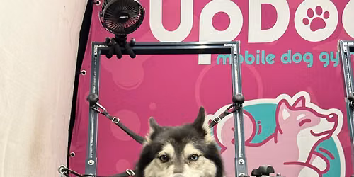 UpDog Day @ The Healthy Pet