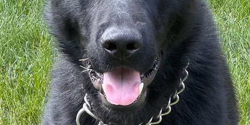 Wright County K-9 Meet & Greet
