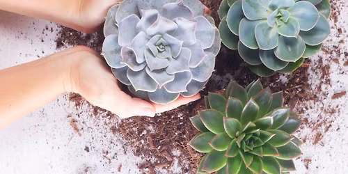 Sips & Succulents