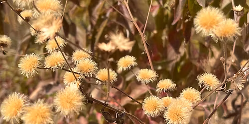 Holiday Stress Reducer Winter Weeds and Seeds Walk