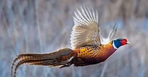 Pheasant Hunt