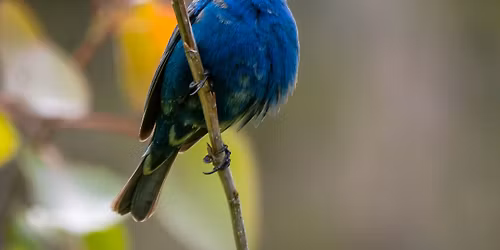 Second Saturday Bird Walk