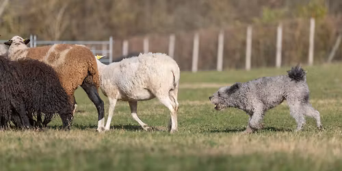 Terel\u0151verseny \/ Herding Trial 11.29