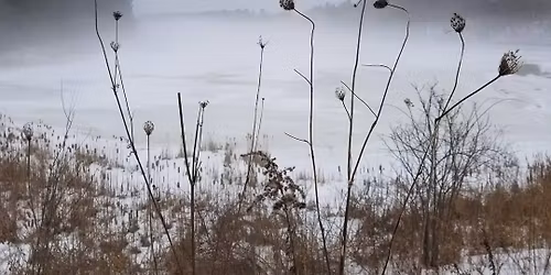 Winter Foraging Walk at Thompson Field