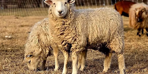 Animal Husbandry for Homesteaders