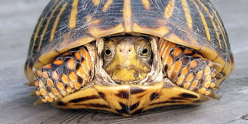 Wildlife Wednesday -- Ornate Box Turtle