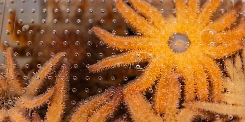 The Return of the Sunflower Sea Star: Reviving a Critical Species of the Kelp Forest