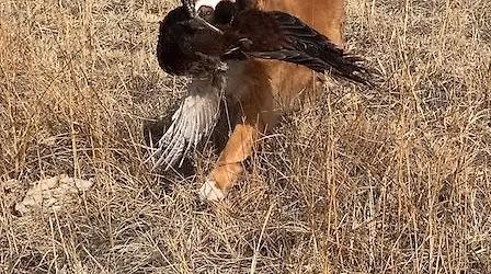 CFRC Club Training Day