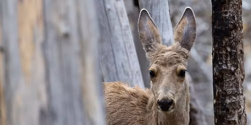 Winter Speaker Series: From Teeth to Time: Unlocking Wildlife Secrets Through Cementum Analysis